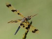 Rhyothemis graphiptera female-3